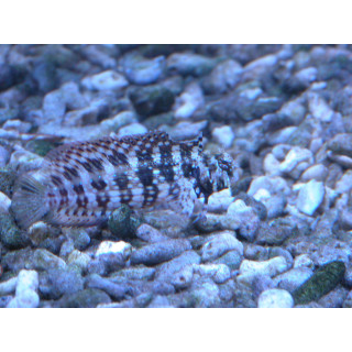 Salarias fasciatus