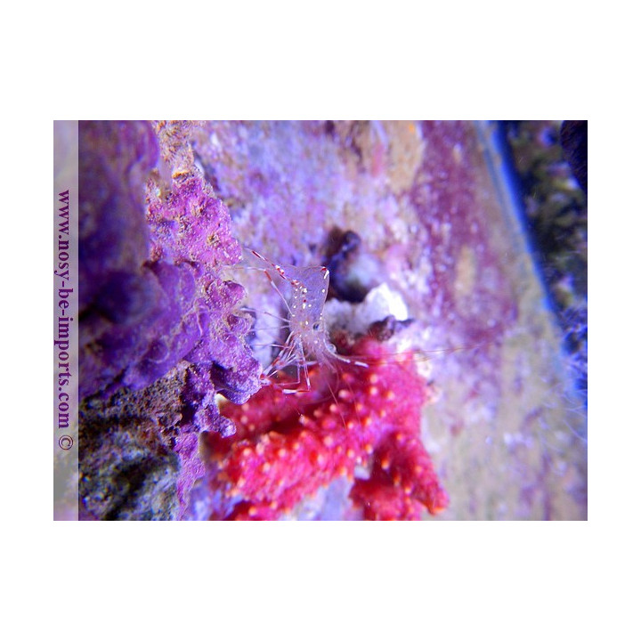 urocaridella antonbruunii