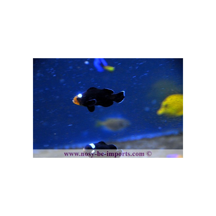 Amphiprion ocellaris domino