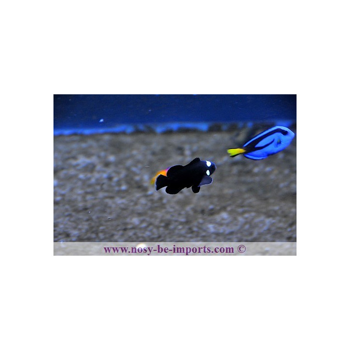 Amphiprion ocellaris domino