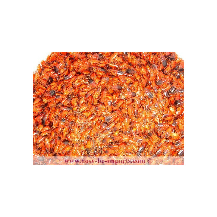 Red Runner - Blattica lateralis - Shellfordela tartara