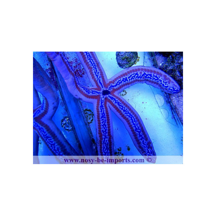 Phataria unifascialis
