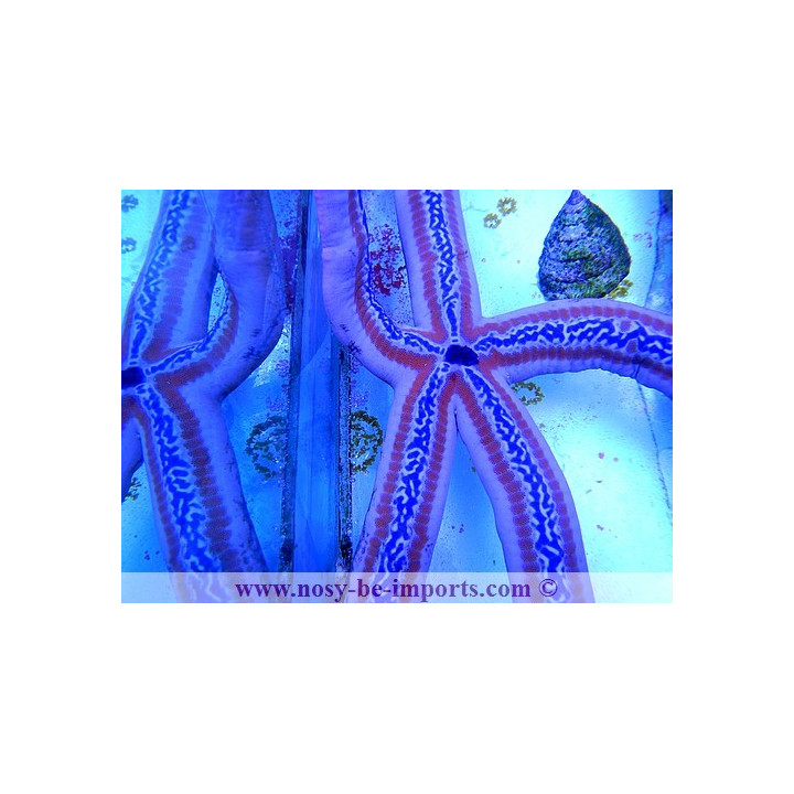 Phataria unifascialis