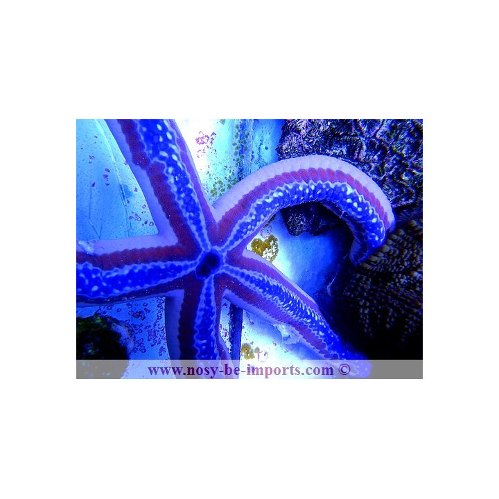 Phataria unifascialis