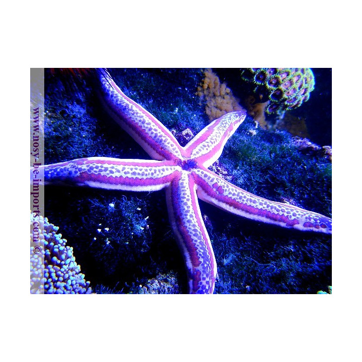 Phataria unifascialis
