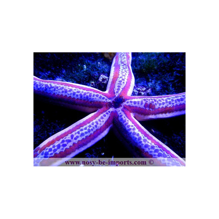 Phataria unifascialis