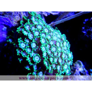 Alveopora sp. vert foncé
