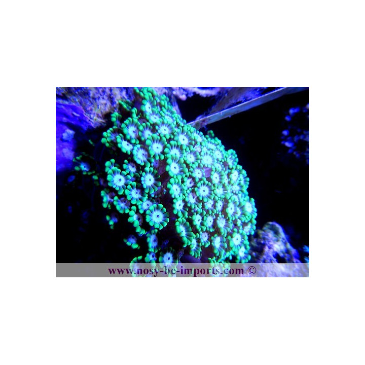 Alveopora sp. vert foncé