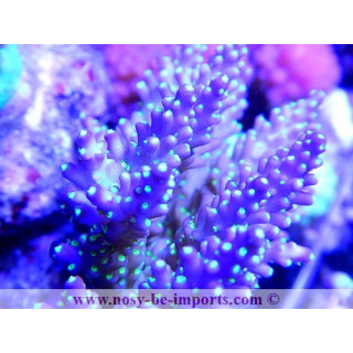 Acropora nana tricolor