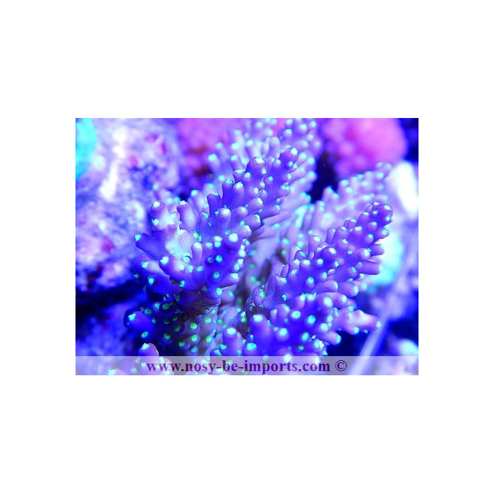 Acropora nana tricolor