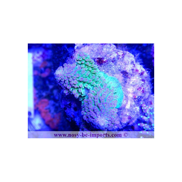 Acropora abrotanoides