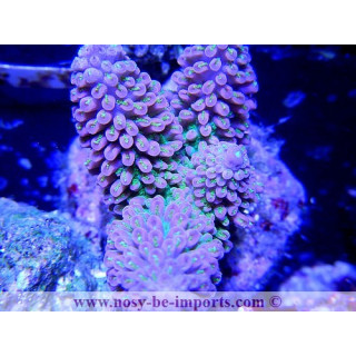 Acropora abrotanoides