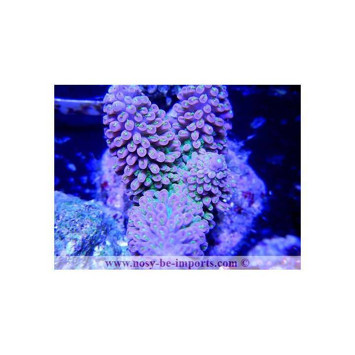 Acropora abrotanoides