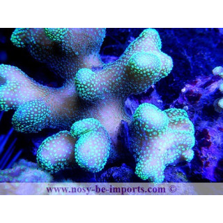 Stylophora sp. vert