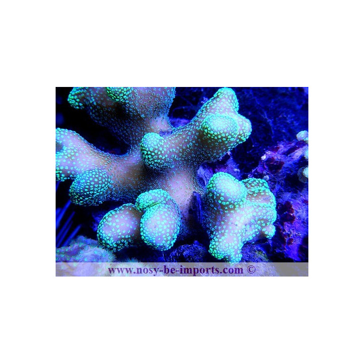 Stylophora sp. vert