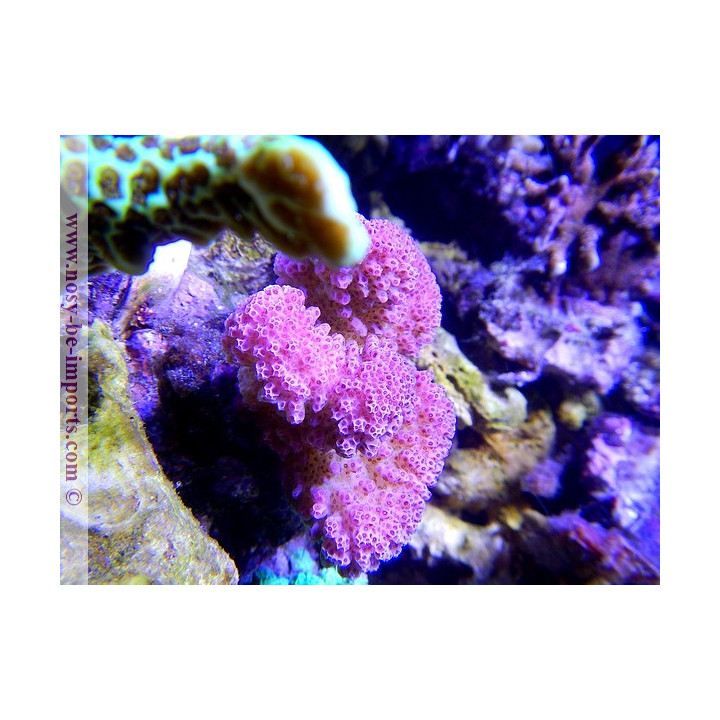 Pocillopora eydouxi - pocillopora verrucosus