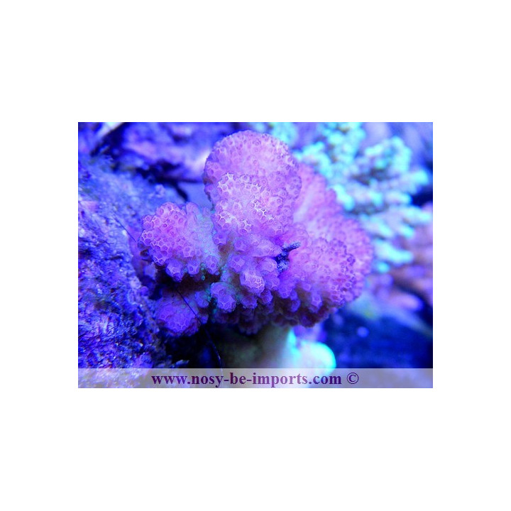 Pocillopora eydouxi - pocillopora verrucosus