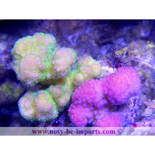 Pocillopora verrucosus bicolor