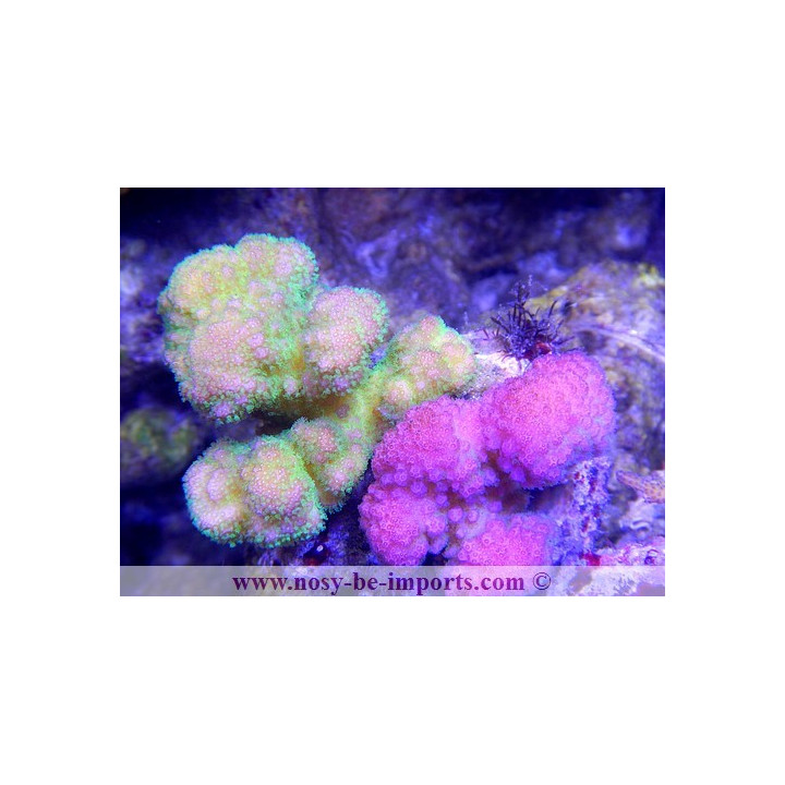 Pocillopora verrucosus bicolor