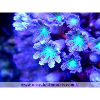 Cornularia sp.