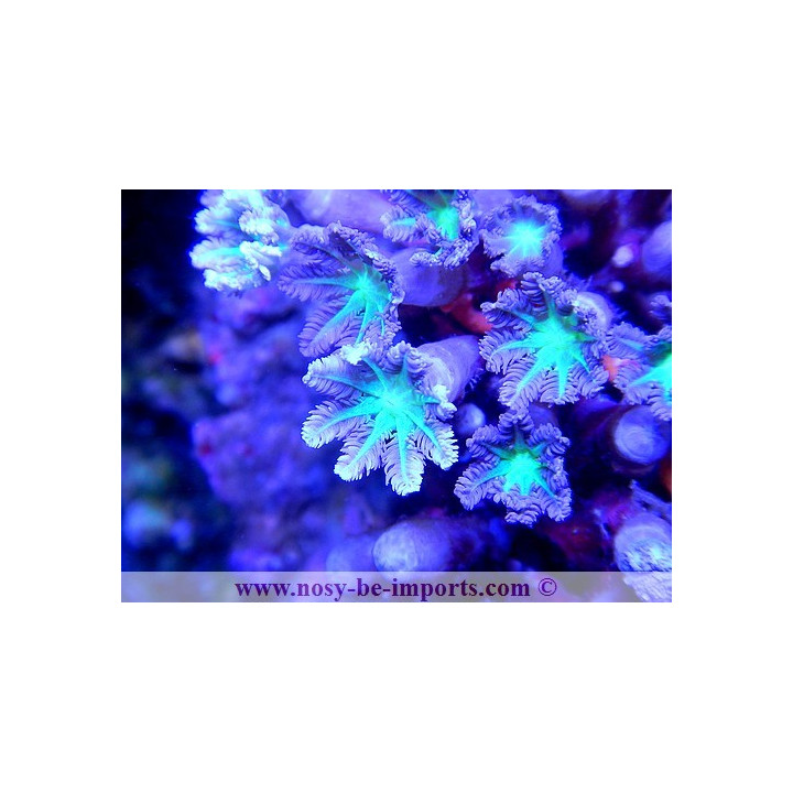 Cornularia sp.