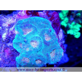 Acanthastrea sp. vert coeur orange