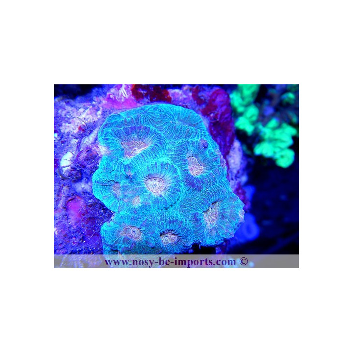 Acanthastrea sp. vert coeur orange