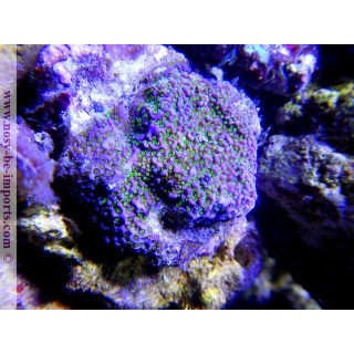 Montipora sp. encroûtant bleu polypes verts - coraux VPC - Aquarium sur mesure