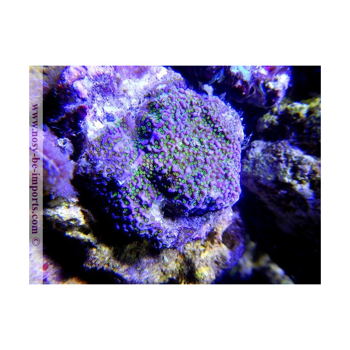 Montipora sp. encroûtant bleu polypes verts - coraux VPC - Aquarium sur mesure
