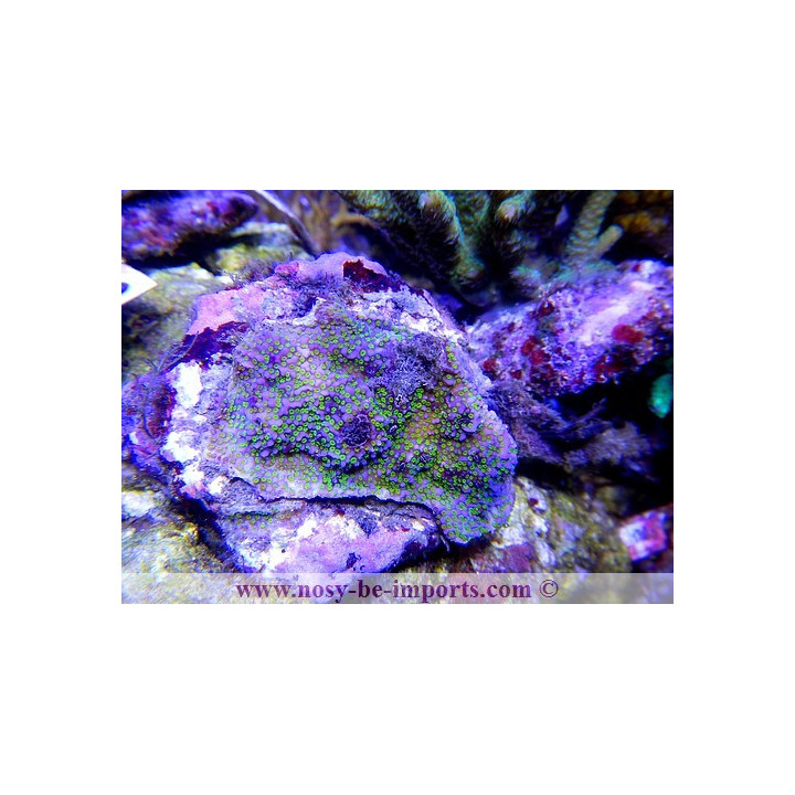 Montipora sp. encroûtant bleu polypes verts - coraux VPC - Aquarium sur mesure