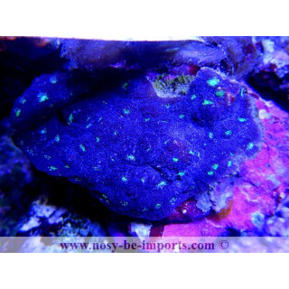 Echinopora sp. bleu bouches vertes