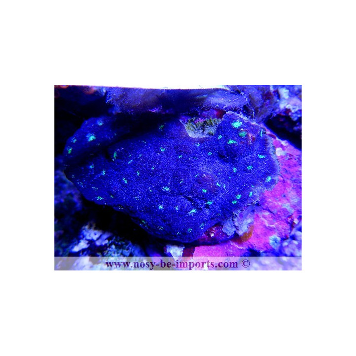 Echinopora sp. bleu bouches vertes