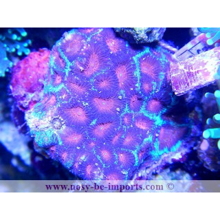 Favia sp. tricolor
