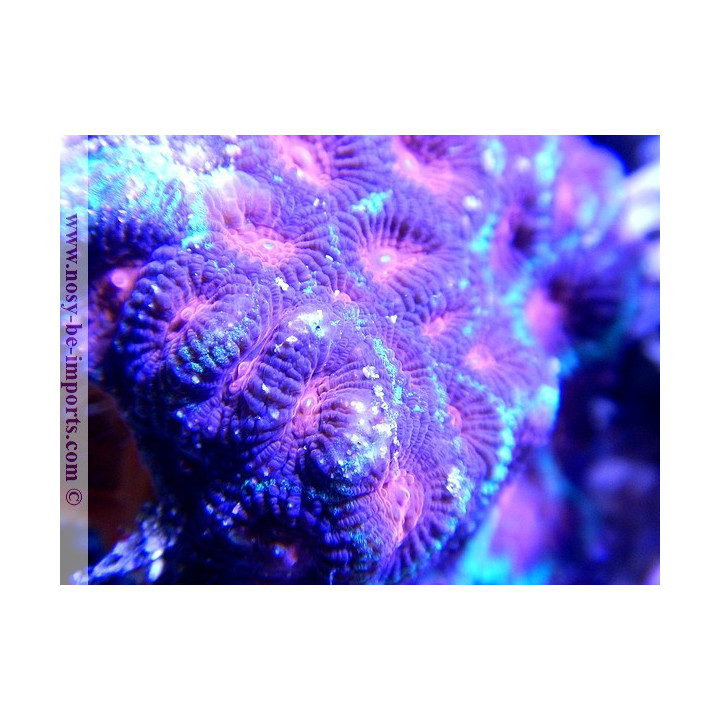 Favia sp. tricolor
