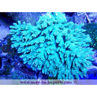 Acropora sp. XXL