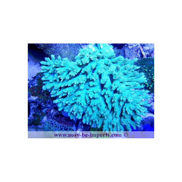 Acropora sp. XXL