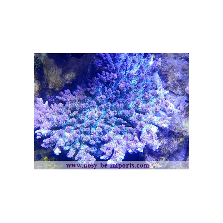 Acropora sp. XXL