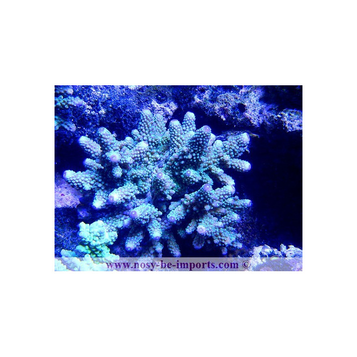 Acropora sp. XXL