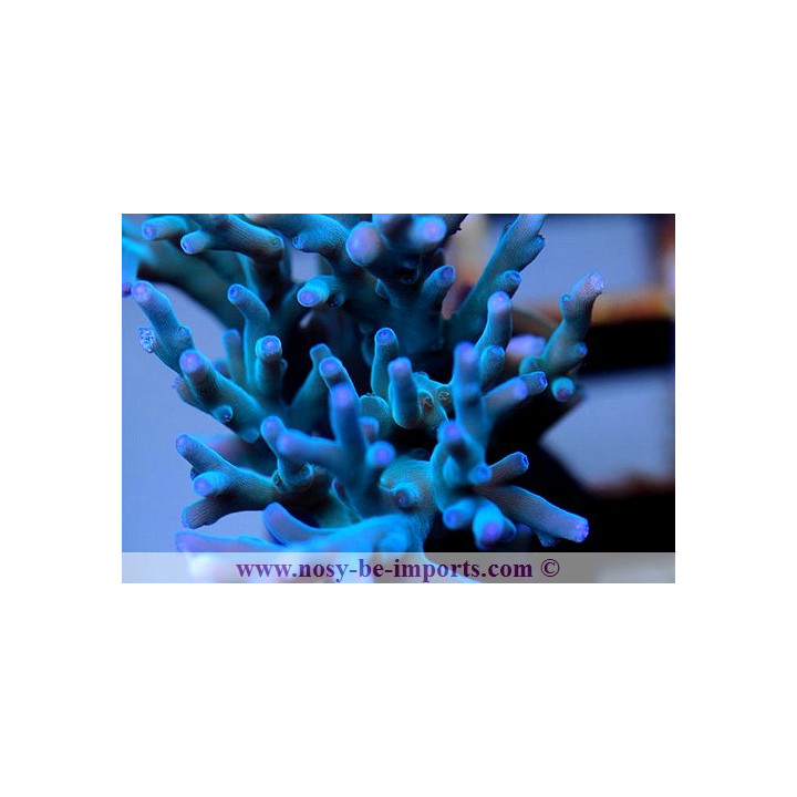 Acropora sp. - Coraux VPC - aquarium sur mesure