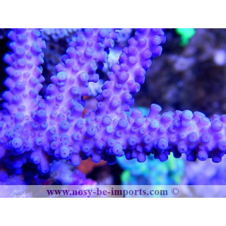Acropora sp. - Coraux VPC - aquarium sur mesure
