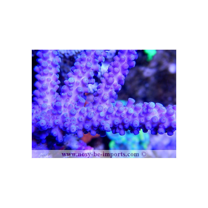 Acropora sp. - Coraux VPC - aquarium sur mesure