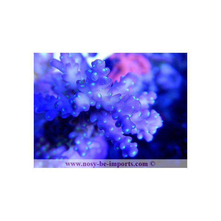 Acropora sp. - Coraux VPC - aquarium sur mesure