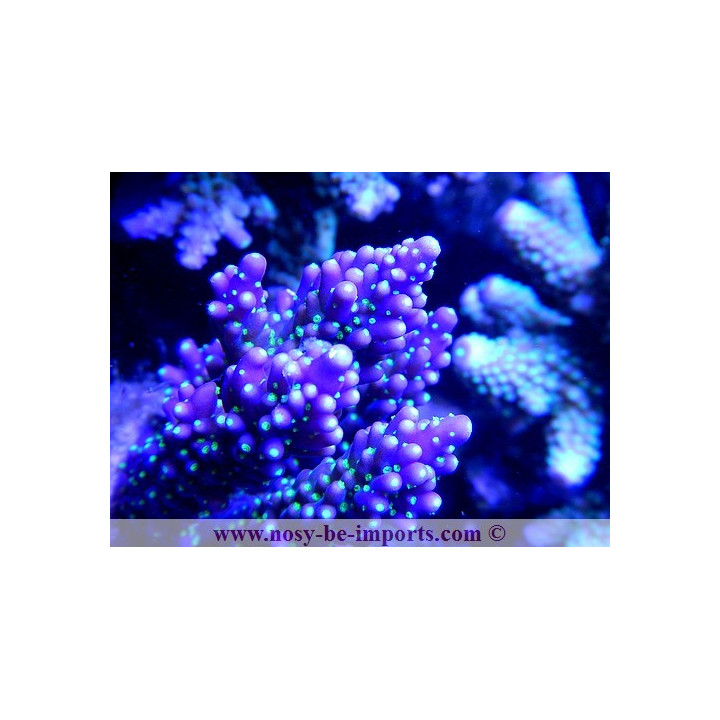 Acropora sp. - Coraux VPC - aquarium sur mesure