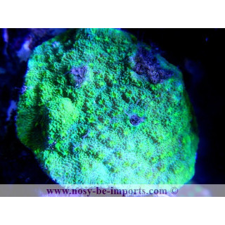 Echinopora sp. vert metal bouches jaunes fluo