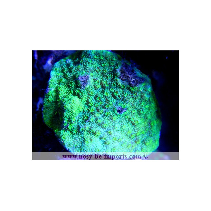 Echinopora sp. vert metal bouches jaunes fluo
