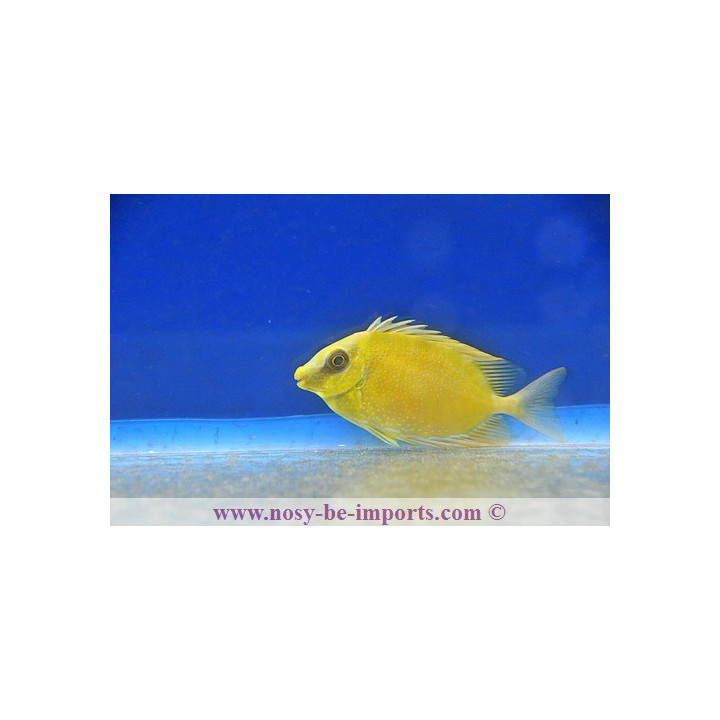 Siganus corallinus