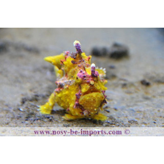 Antennarius maculatus jaune
