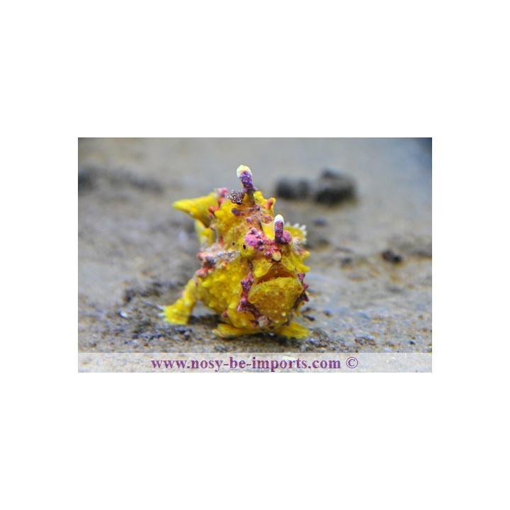 Antennarius maculatus jaune