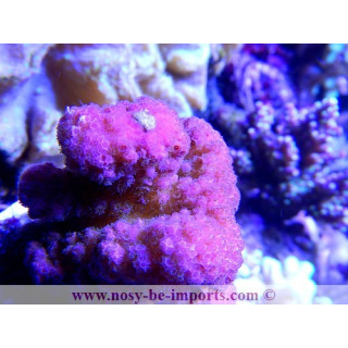 Pocillopora eydouxi - pocillopora verrucosus