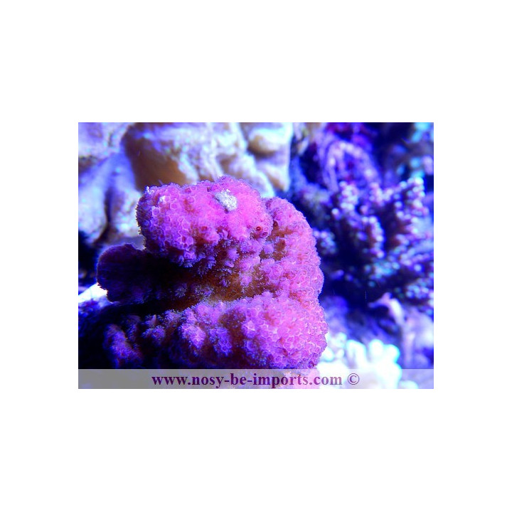 Pocillopora eydouxi - pocillopora verrucosus